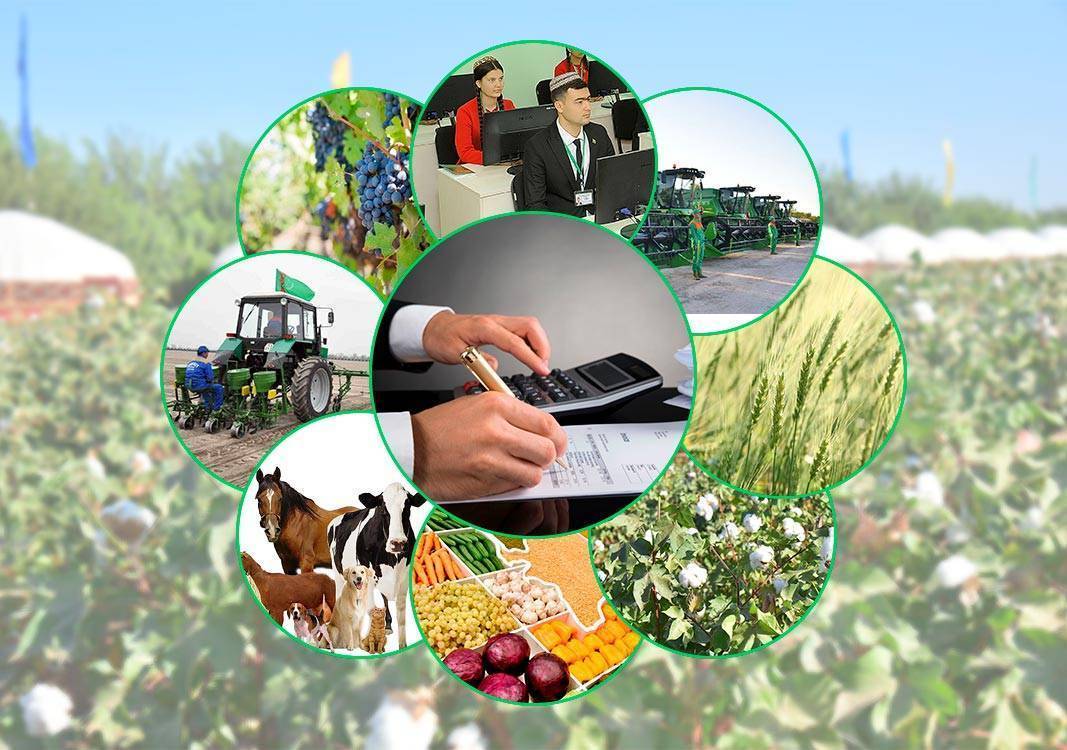 The Agricultural Sector of Turkmenistan Demonstrates Steady Growth